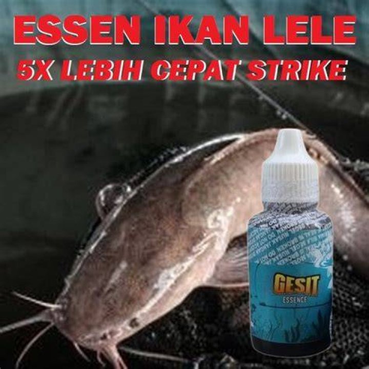 The Most Powerful Catfish Katumbiri Essence/The Most Powerful